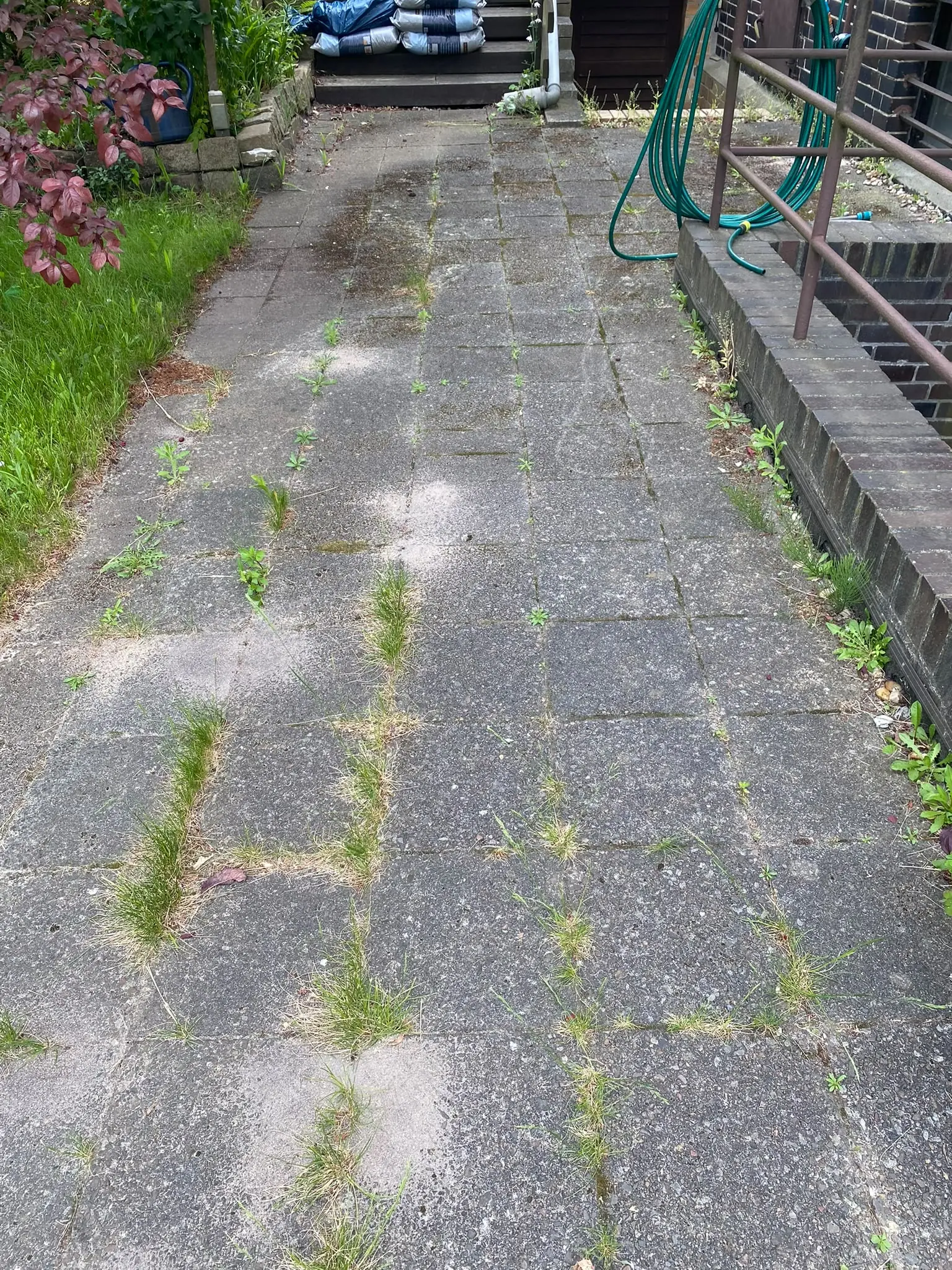 Plattenweg mit Unkraut und Gras in den Fugen vor der Reinigung